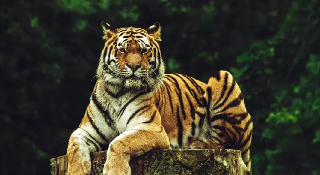 world-wildlife-day-2026-medicinal-plants-theme