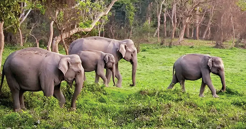 Human Wildlife Conflict India