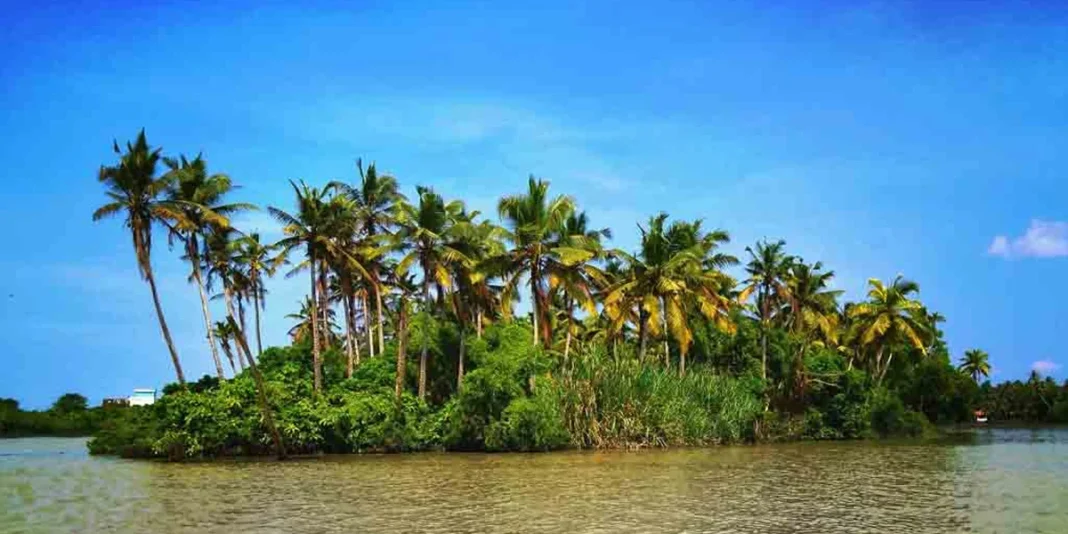 Coconut Exports Rise 25% as Processed Products Grow
