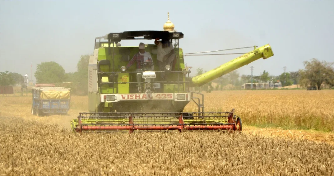 India Lifts Wheat Export Ban: Wheat, Atta, Maida and Semolina Now Free