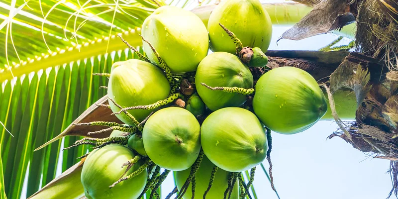 India coconut sector
